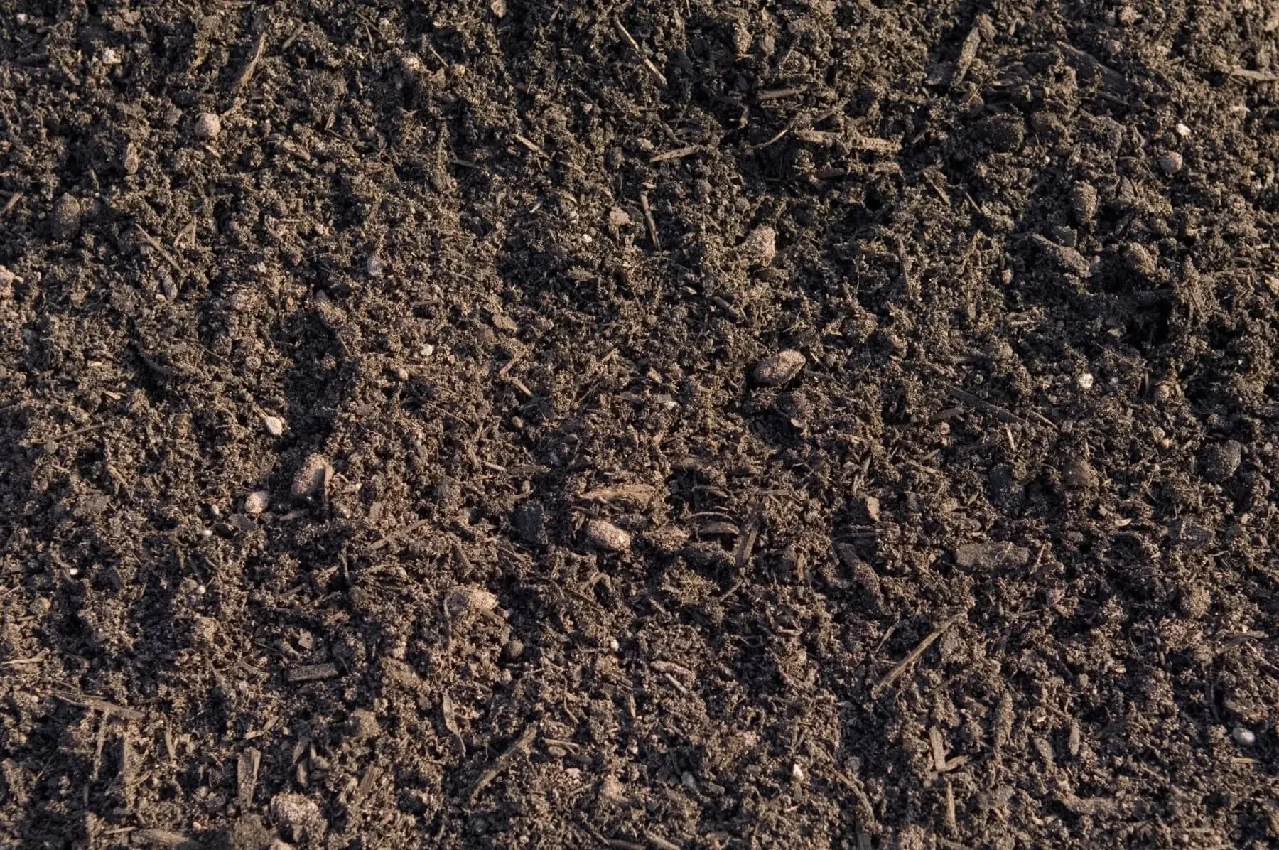 Dark screened soil with a fine, even texture.